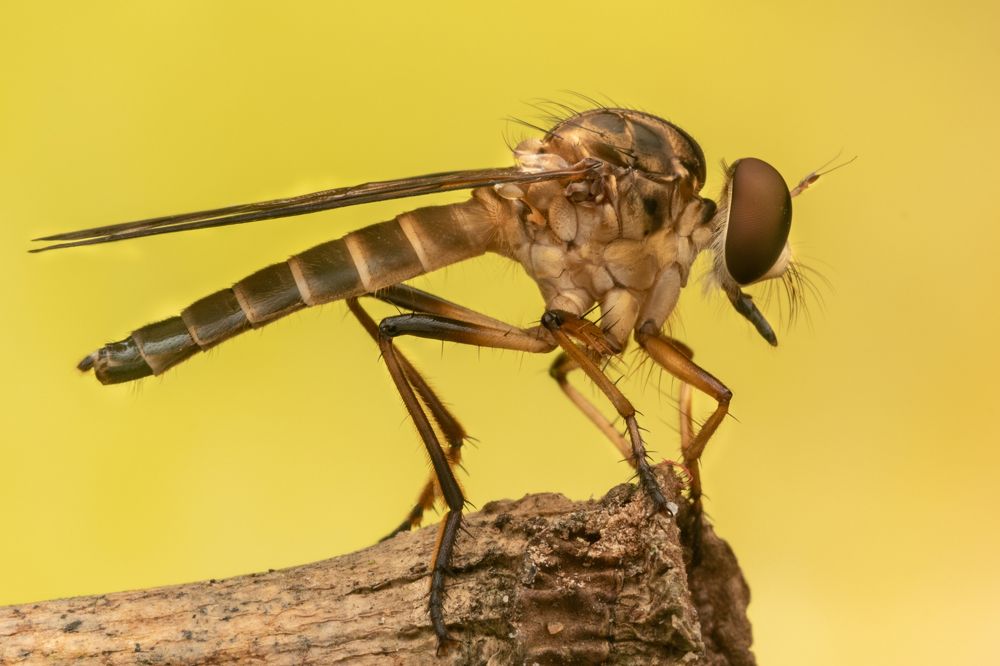 Golden Robber Fly