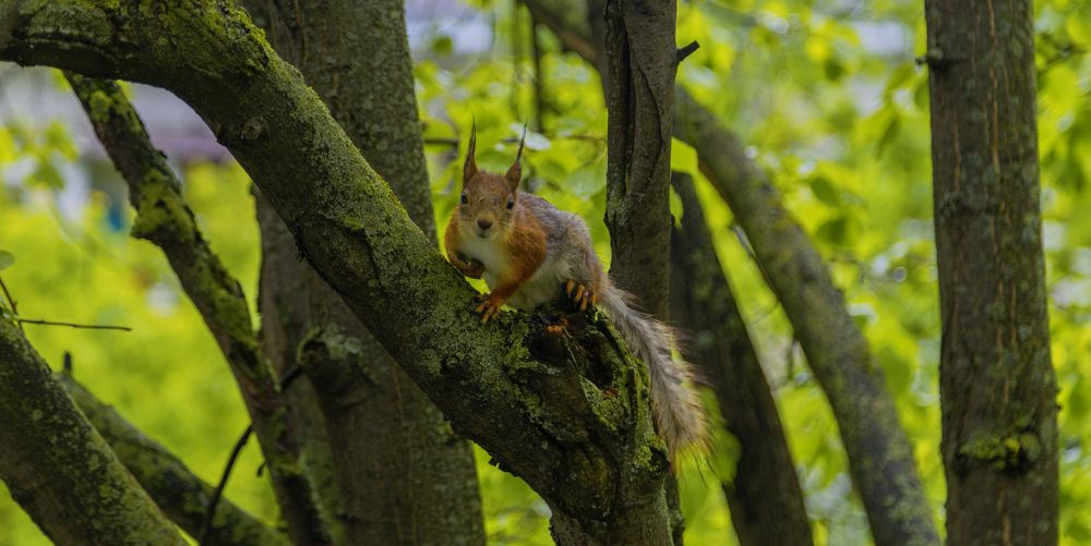 Squirrel