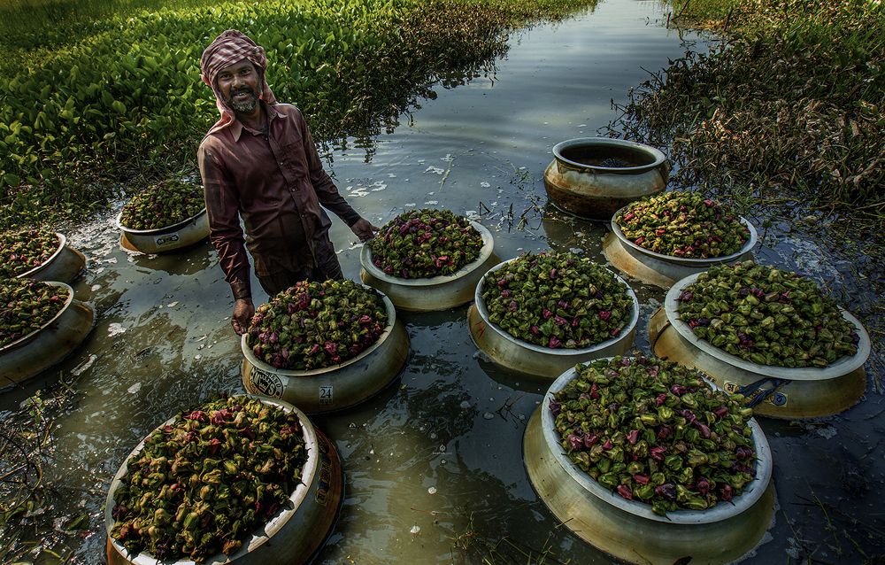 Water chestnuts harvesting