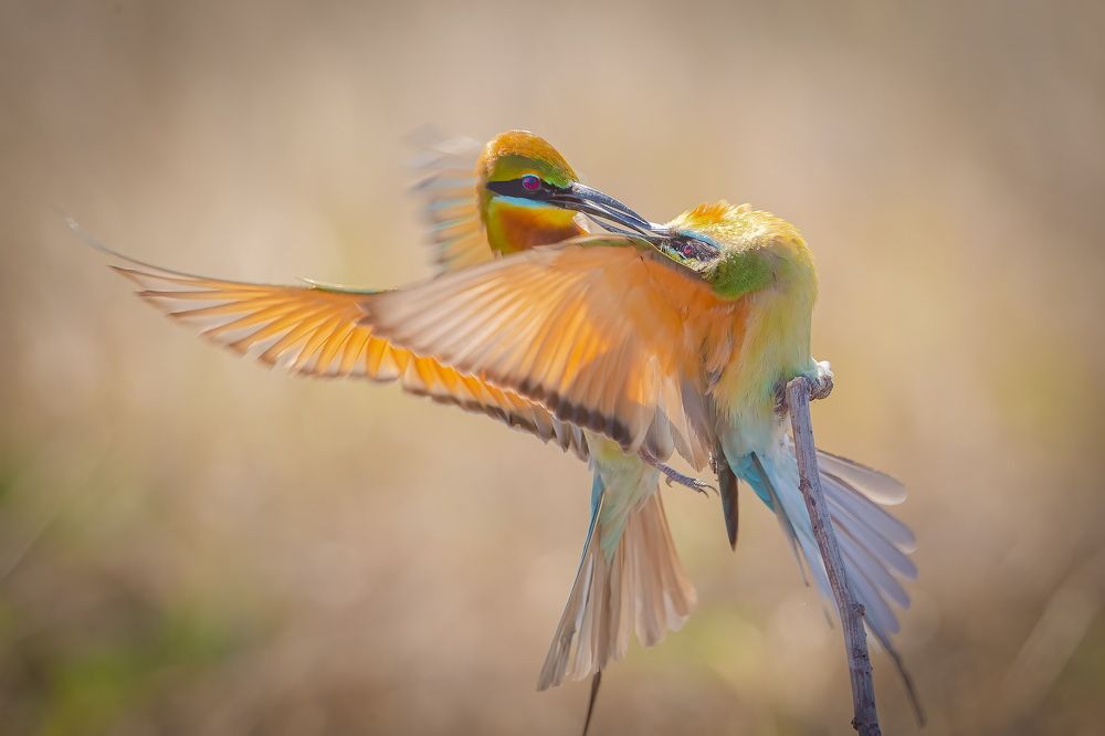 Blue-tailed Bee-eater