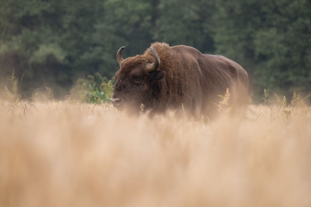 Bison bonasus