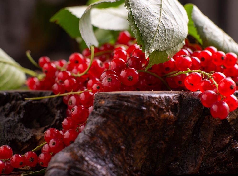 Photograph by Hanna Zapylaieva