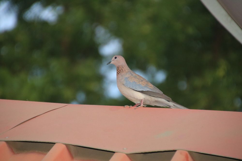 DOVE - SYMBOL OF PEACE