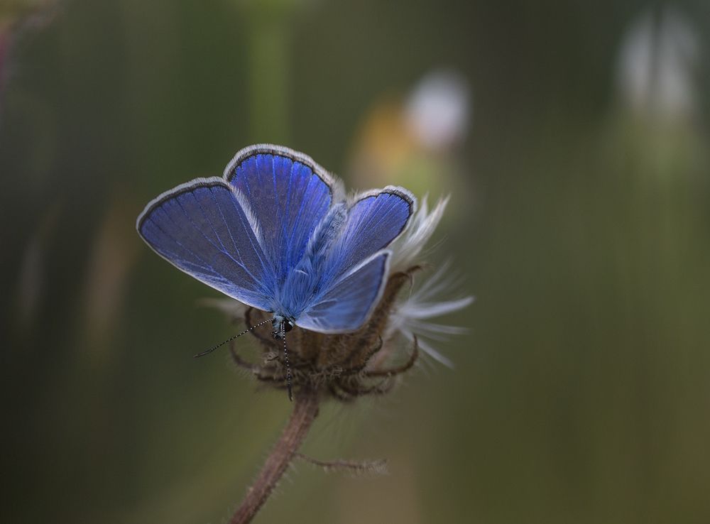Photograph by Анатолий Макоедов