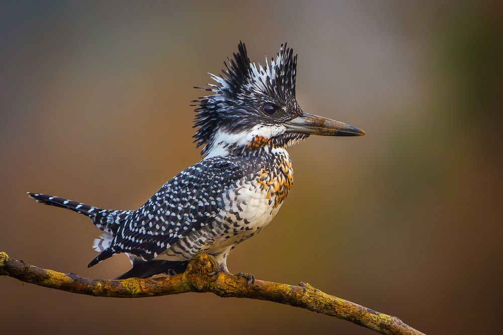 Photograph by Rin Võ