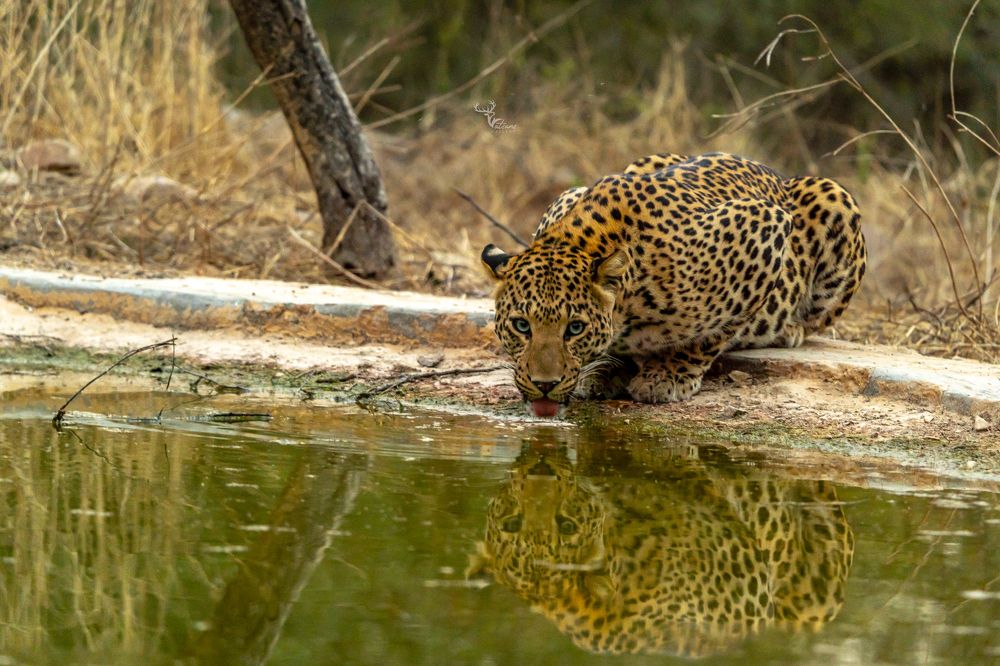 Thirsty leopard