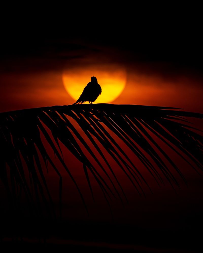 Rise Like a Phoenix