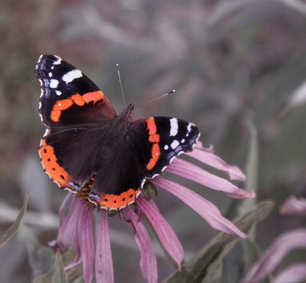 Адмирал на эхинацие