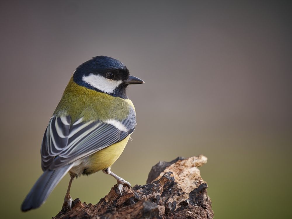 Parus major