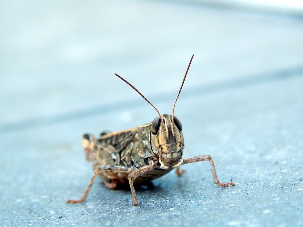 Маленький насекомый красавец