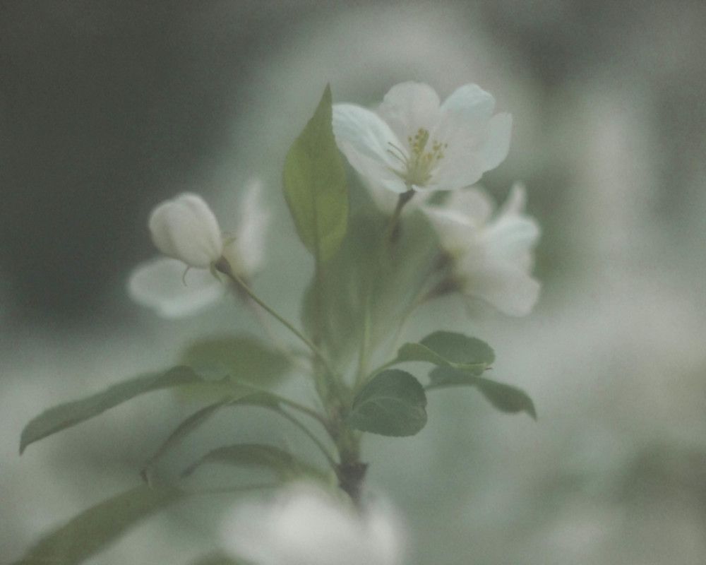 северная яблоня