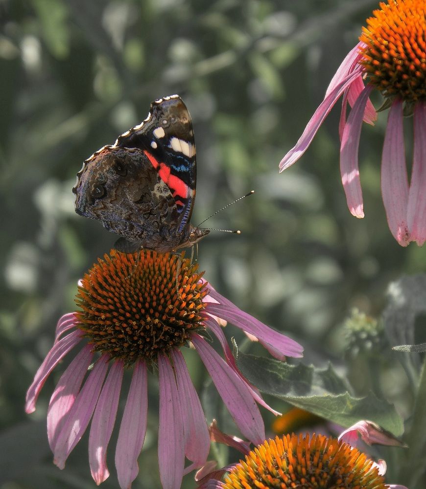 Адмирал на эхинацее