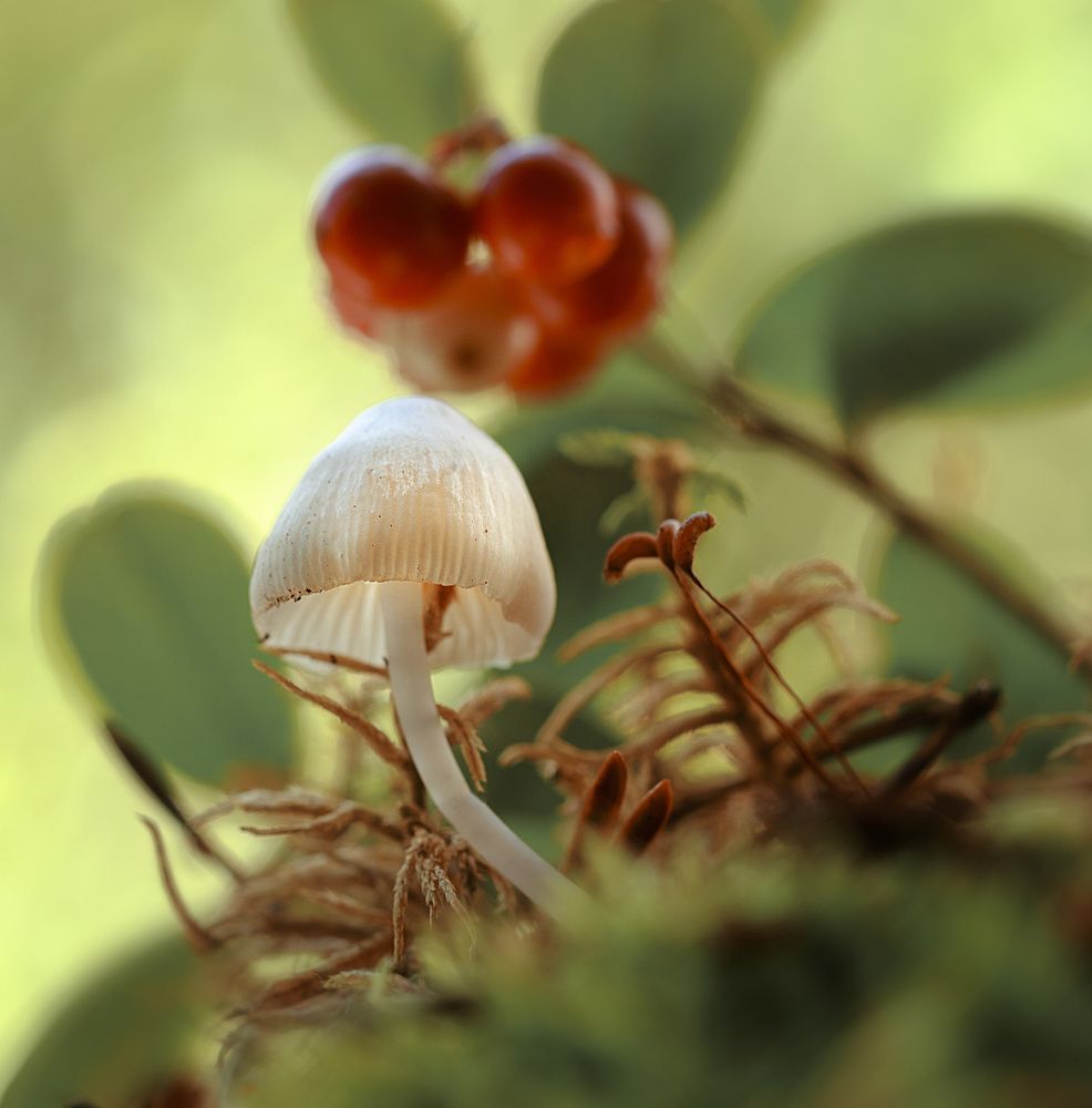 Photograph by Анна Барсукова