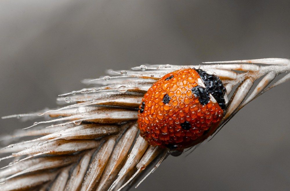 Photograph by Андрей Лысаченко