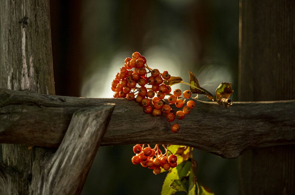 Photograph by Юлия Куликова