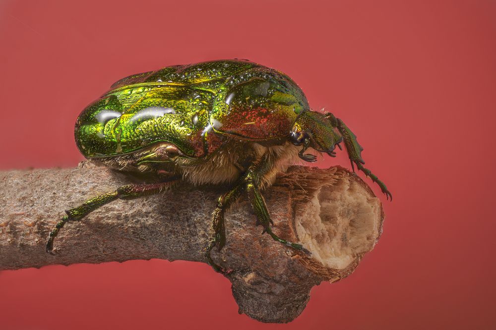 Photograph by Максим Вышарь