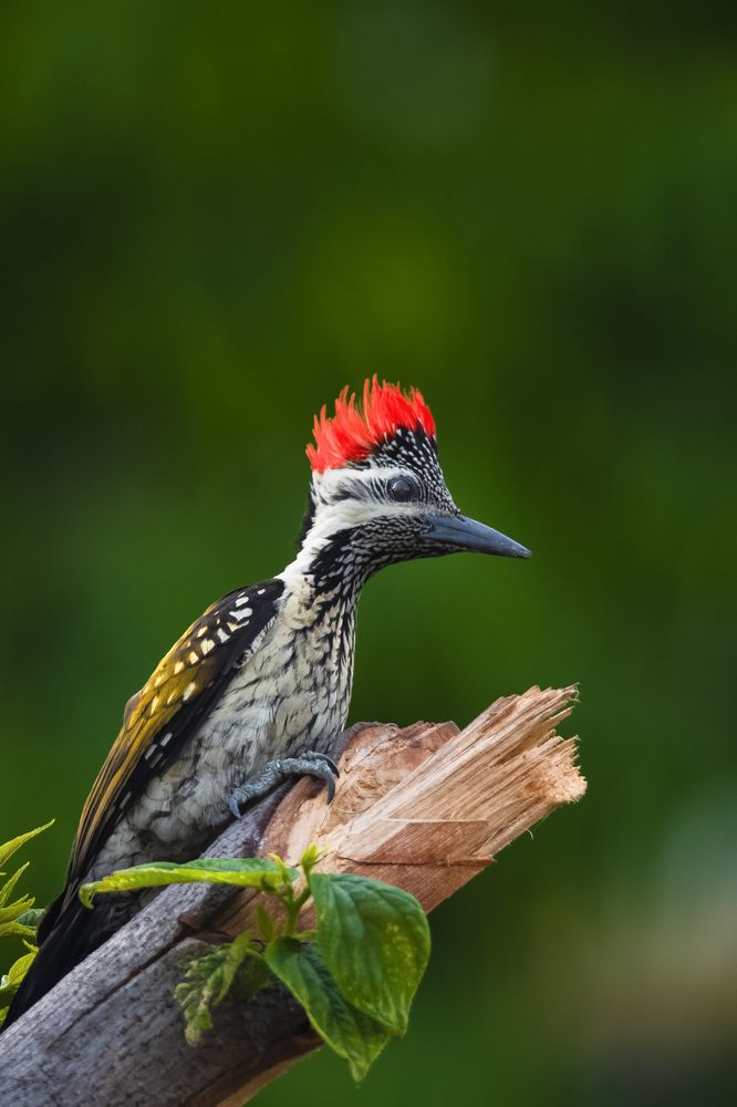 Фотография автора Diganta Roy