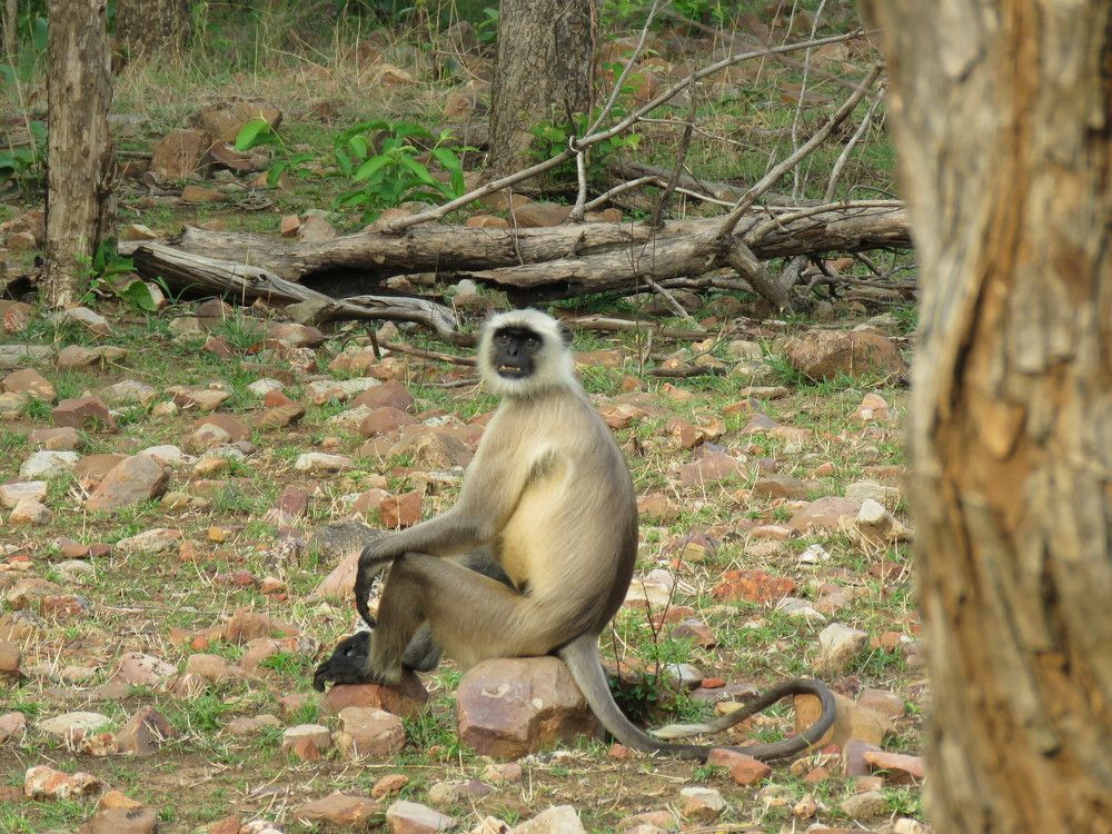 Langur sitting on rocky sofa