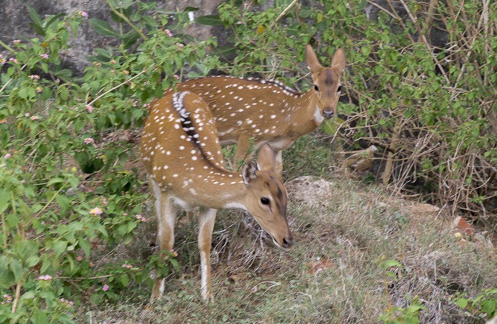 Photograph by M.I.M. Mahir