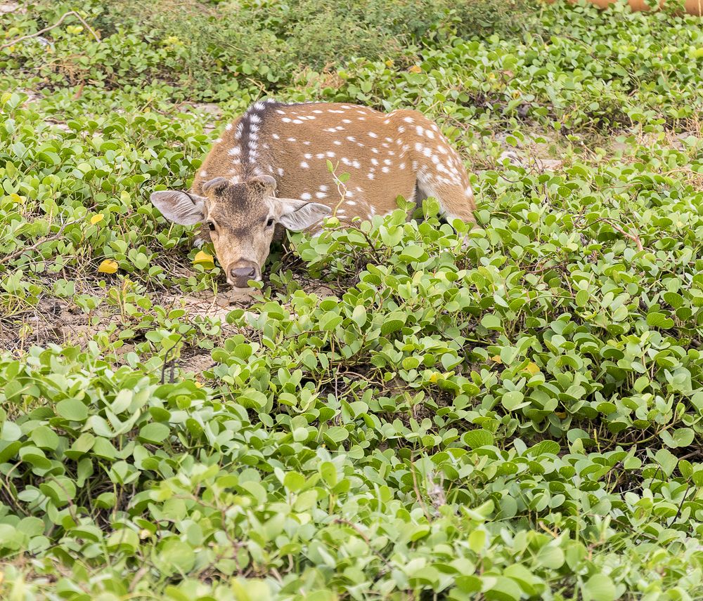 Photograph by M.I.M. Mahir