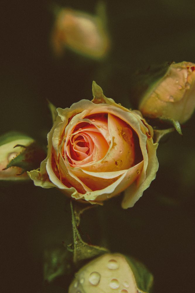 Photograph by Наталья Попова