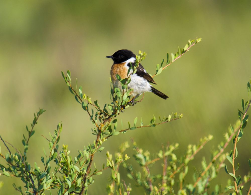 Фотография автора Артем Андрющенко