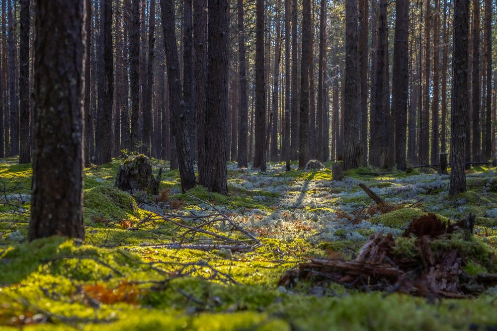 Красивые леса!!!