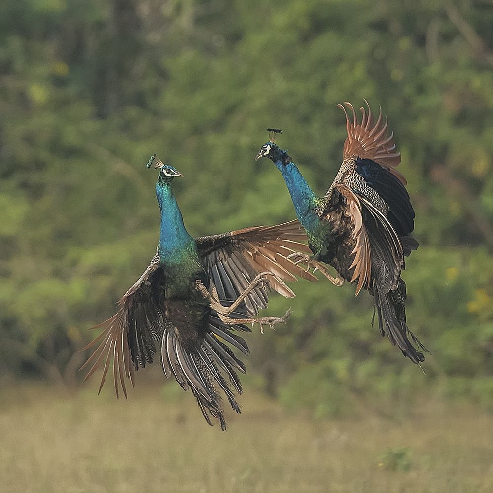 Photograph by Dhananjaya Dassanayake