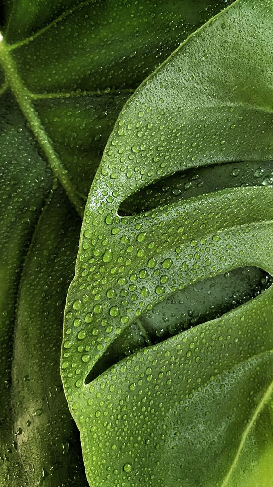 домашняя красотка