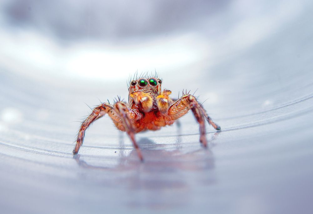 Photograph by Yusuf Buchari