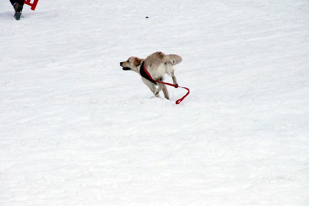 The Dog on the Snow