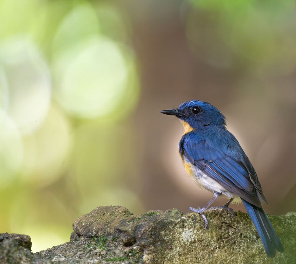 Photograph by Kushan Madushanka Sonnadara