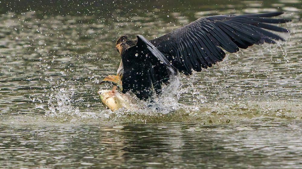 Darter shocked beyond belief