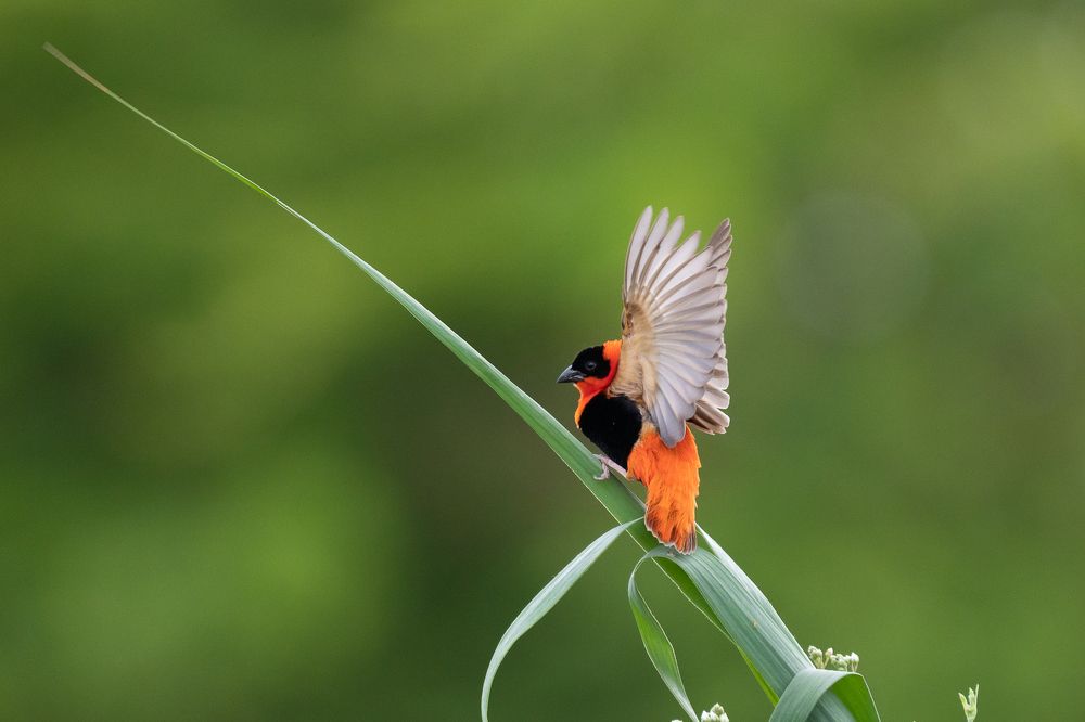 Фотография автора Prejul Prakash