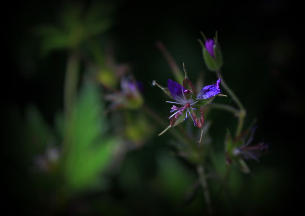 Photograph by Анастасия Котлярова