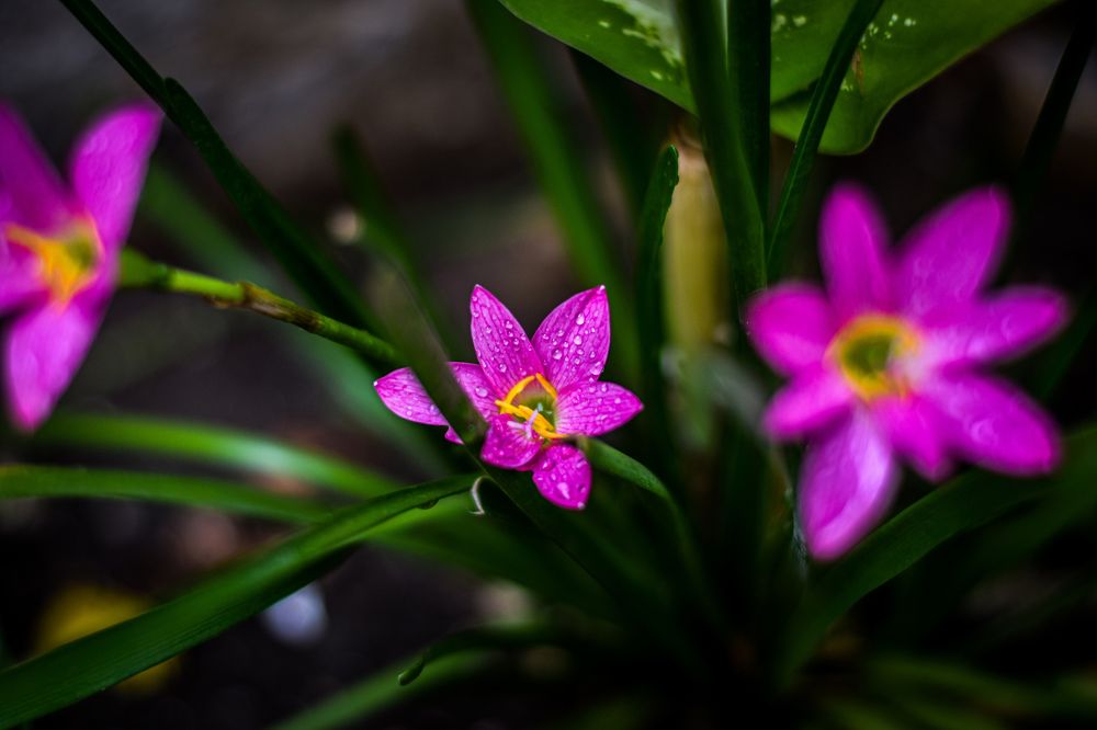 Photograph by Kartikeyan Sharma