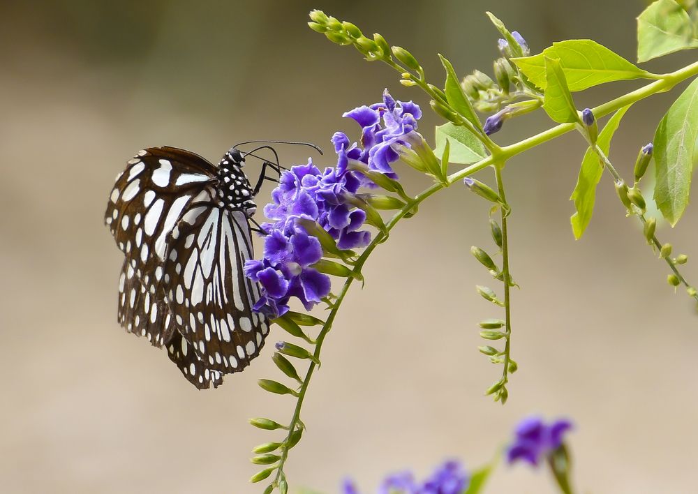 Photograph by Jordi Roig