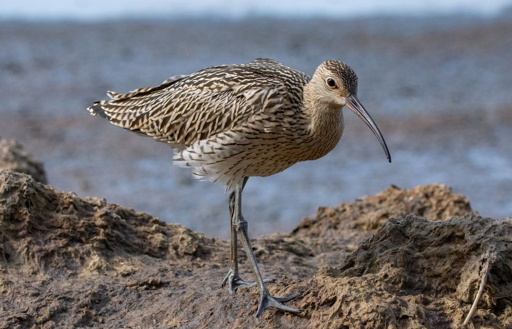 Фотография автора Татьяна Ливеровская