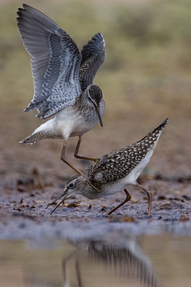 Фотография автора Татьяна Ливеровская