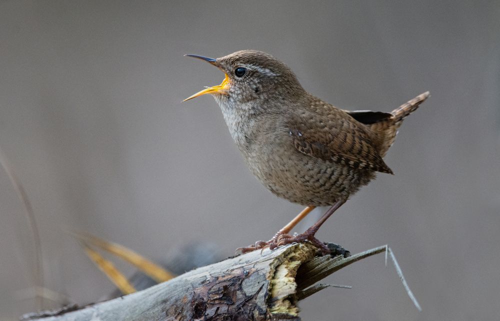 Фотография автора Татьяна Ливеровская