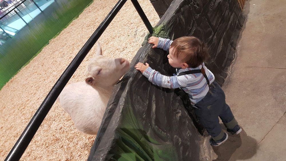 Первая встреча с бараном Биби