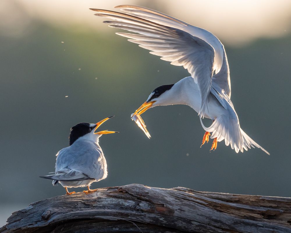 Early morning feeding
