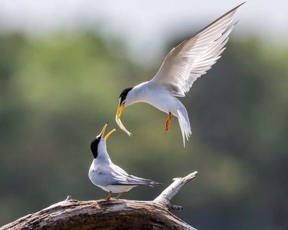 Photograph by Shijun Pan