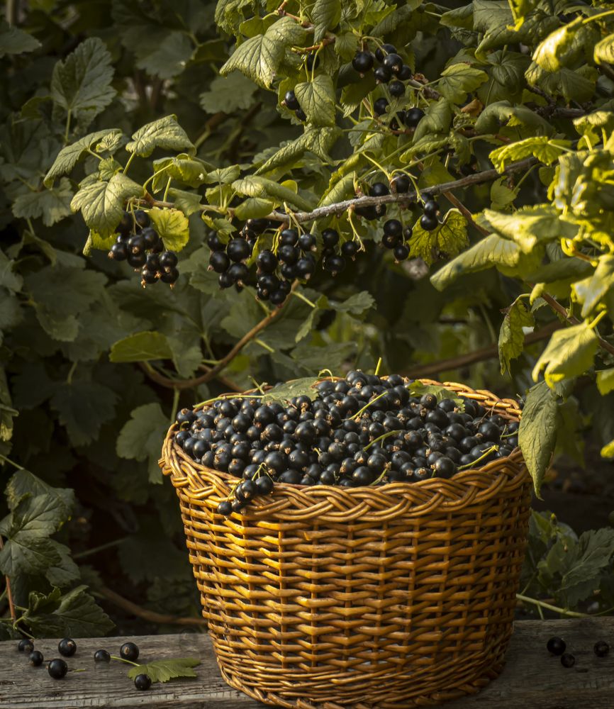 Photograph by Ринат Файзуллин