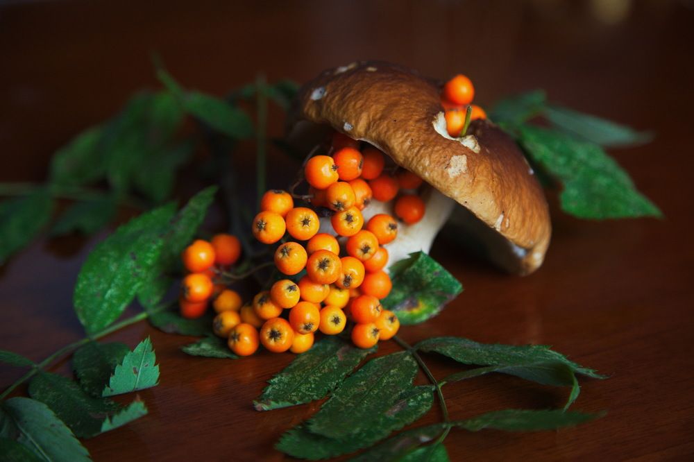 Дары...леса...!)