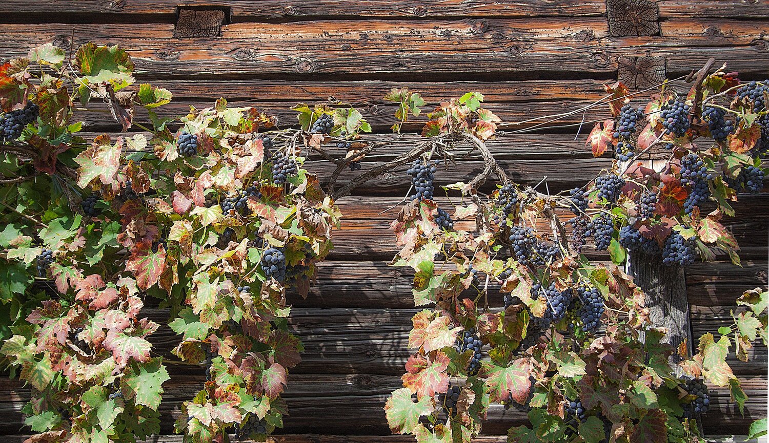 Grapes on the side of the barn