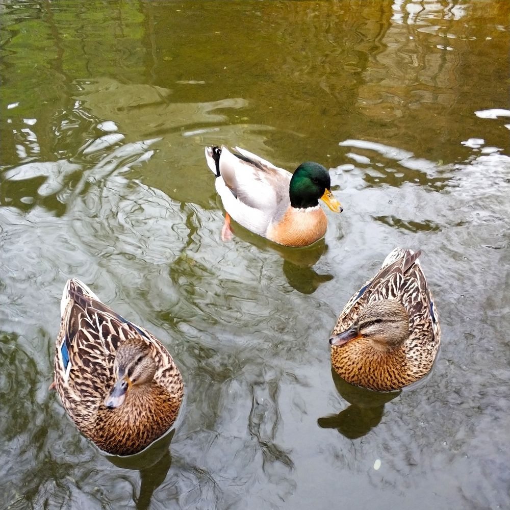 Photograph by Николай Ковальчук