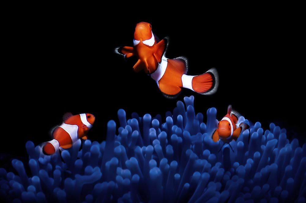 Photograph by Альт Эдуард