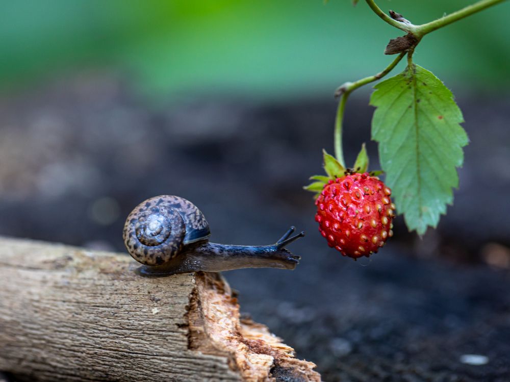 Photograph by Людмила Аксенова