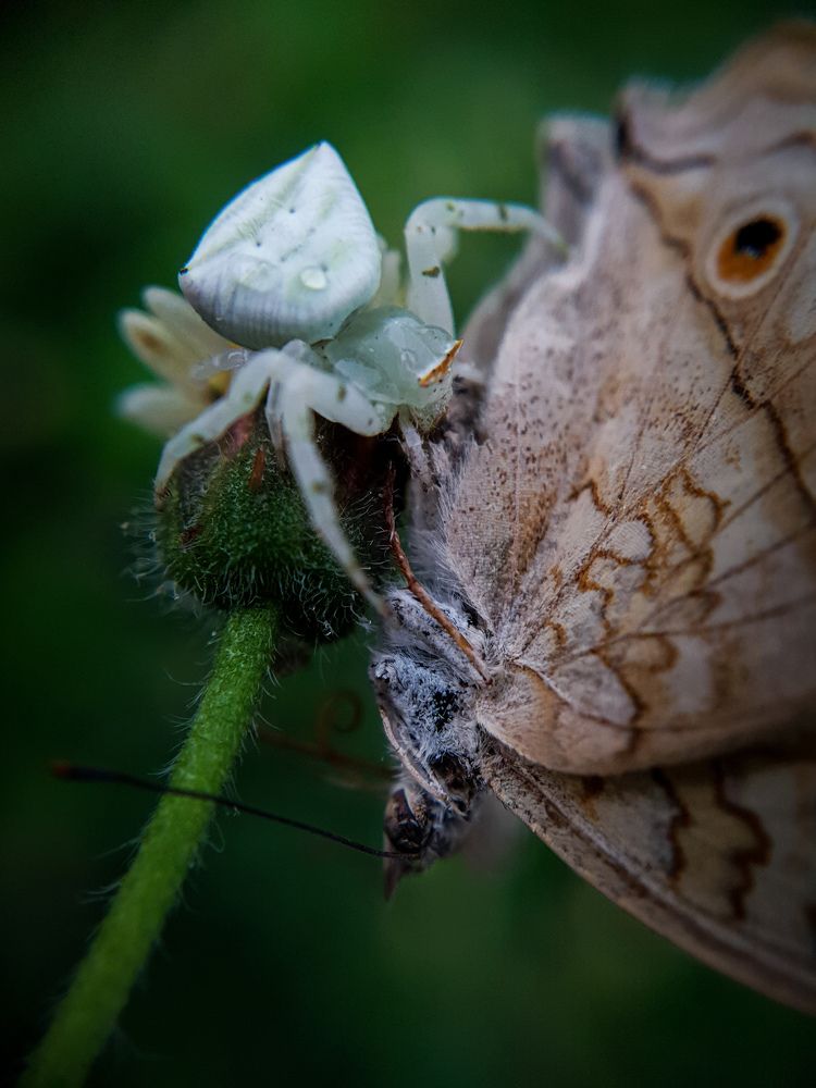 Spider's hunt